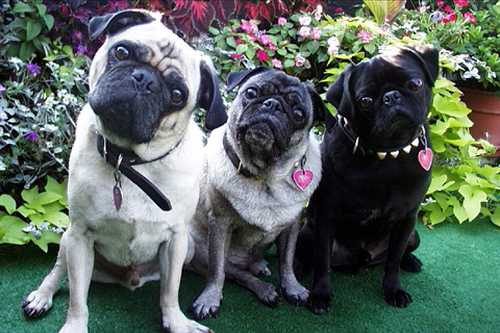 щенок потерялся на трассе и не мог попасть к маме как спасли крошку