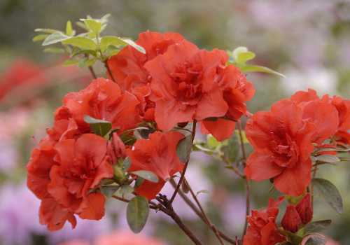 6 домашних средств, которые помогут удалить зубной налет