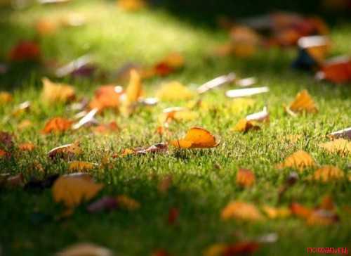 брэд питт стал ухаживать за нэри оксман еще во время развода