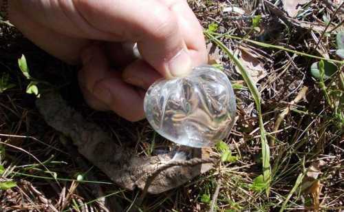 племенное разведение собак как бизнес в домашних условиях: с чего начать продажу породистых щенков