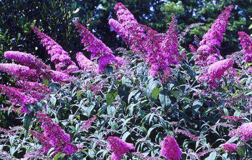 описание собак поводырей для слепых